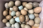 Bất ngờ loại trứng xanh đỏ khác lạ, giá đắt gấp 15 lần trứng gà