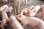 Giá lợn hơi hôm nay 13/7: Miền Bắc đi ngang, miền Nam tăng 1.000 - 2.000 đồng/kg