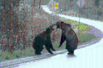 Video: Gấu xám lao vào 'choảng' nhau giữa đường cao tốc
