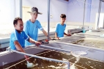 Ninh Thuận tăng giá trị sản xuất thủy sản