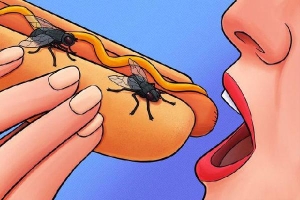 Tại sao không nên ăn thức ăn đã bị ruồi đậu? Đây là những điều hãi hùng sẽ xảy ra