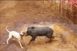 Clip: Chó săn đại chiến lợn rừng và màn cắn xé cực gay cấn