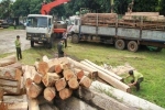 Kỷ luật Bộ đội Biên phòng tỉnh Kon Tum để lọt gỗ lậu