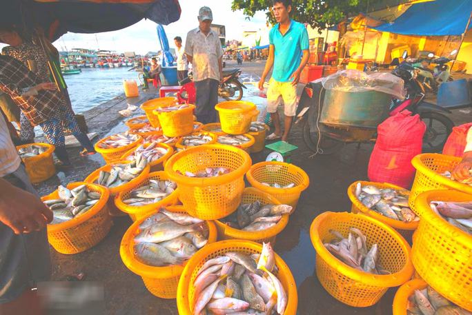Mãn nhãn tại cảng cá lâu đời ở đảo ngọc Phú Quốc - Ảnh 8.