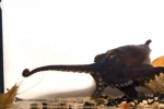 Video: Bạch tuộc dùng chiến thuật dọa con mồi giật mình lao vào miệng