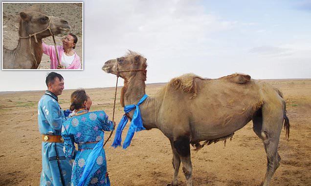 Gia đình Temur vui mừng đón lạc đà trung thành vượt 100 km trở về nhà.