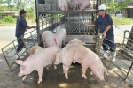 Giá heo hơi hôm nay 16/7: Thái Lan cấm xuất khẩu heo sống sang Việt Nam