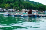 Hàng trăm tấn cá nuôi bè ở Kiên Giang chết hàng loạt