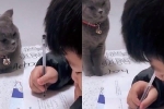 Clip: Độc đáo 'boss' mèo biết giám sát cậu chủ nhỏ học bài