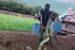 Video: Thu phục rắn hổ mang chúa khổng lồ dài gần 5 mét