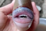 Sự thật bức ảnh cá có răng môi như người lan truyền trên Internet