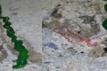 Video: Rùng rợn xem sinh vật 'ngoài hành tinh' tự cắt vật giống lưỡi