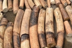 Bị bắt giữ quả tang khi đang giao dịch nhiều bao tải ngà voi châu Phi