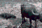 Clip: Cận cảnh rồng Komodo hạ gục trâu nước to lớn bằng chiêu độc