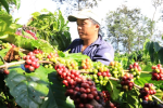 Thị trường giá nông sản 21/7: Giá tiêu đi ngang, cà phê giảm