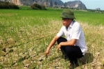 Hạn hán ở Bắc Trung bộ khiến sản xuất nông nghiệp đảo lộn