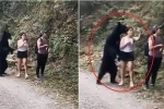Nhóm du khách cố giữ bình tĩnh khi gấu đen chồm lên người