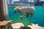 Kinh ngạc dịch vụ nghỉ dưỡng cùng hà mã, gấu Bắc Cực ở Bỉ