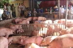 Người chăn nuôi Thái Lan đồng ý xóa khâu trung gian để hạ giá thịt lợn