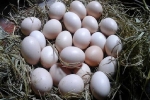 Lĩnh án tù vì trộm 41 quả trứng gà