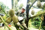 'Thủ phủ' cây ăn quả của tỉnh Khánh Hòa