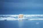 Biến đổi khí hậu sẽ khiến gấu Bắc Cực diệt vong vào cuối thế kỷ 21