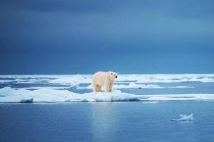 Biến đổi khí hậu sẽ khiến gấu Bắc Cực diệt vong vào cuối thế kỷ 21