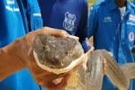 Video: Thợ bắt rắn Thái Lan hôn rắn hổ mang chúa kịch độc