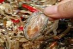 Con cà xỉu - đặc sản có tên gọi rất ư là 'ngộ' của Hà Tiên nhưng lại khiến người ta mê mẩn
