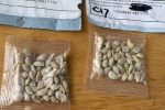 Mỹ: Nhiều người dân nhận được các gói hạt giống bí ẩn đến từ TQ, giới chức địa phương 'lo sốt vó'