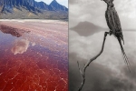 Bí ẩn hồ nước màu đỏ như máu, sinh vật nào sảy chân rơi xuống cũng lập tức 'hóa đá'
