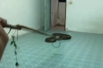 Video: Người đàn ông tháo chạy vì phát hiện trăn khổng lồ dài 5 mét trong nhà vệ sinh