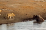 Video: Tê giác nổi điên vì bị sư tử làm phiền khi đang đắm mình trong nước mát