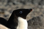 Ở Nam Cực, có loài chim cánh cụt 'đại tiện' ra đường phân dài tới 1,34 mét