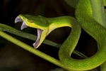 Mất vía khi nhìn thấy rắn cạp nong cực độc nhai đầu rắn lục trong sân nhà