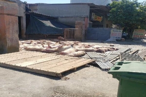 Ghê rợn cảnh hàng chục con lợn chết nằm la liệt trước cổng vào lò mổ