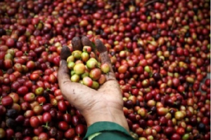 Giá cà phê hôm nay 29/7: Giảm nhẹ theo thế giới, dao động 31.900-32.400 đồng/kg