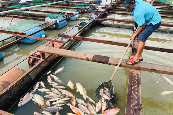 Cá bè lại chết bất thường hàng loạt trên sông Đồng Nai