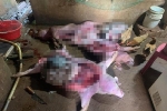 Kinh hoàng: Bắt quả tang vụ mổ thịt nhiều con heo chết từ lâu để bán