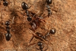 Clip: 10 con kiến chúa chia sẻ tổ, hợp sức đẻ ra siêu đàn kiến