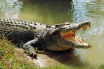 Cảnh báo người dân vì nghi xuất hiện cá sấu sông Sài Gòn