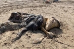 Xác 'quái vật kỳ lạ' dài 4,5m có chi và lông dạt vào bờ biển khiến nhiều người khiếp sợ, dân mạng nổ ra tranh cãi vì không biết là loài gì