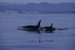 Cá voi sát thủ cản trở hải quân Mỹ thử nghiệm vũ khí siêu vượt âm