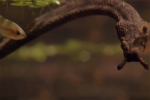 Video: Bí ẩn về loài rắn duy nhất trên trái đất có râu trên đầu, được mệnh danh là thủy quái