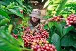 Thị trường nông sản 9/8: Giá cà phê tăng trở lại, giá tiêu đi ngang