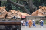 Clip hài: Sư tử thật xem sư tử giả sổng chuồng
