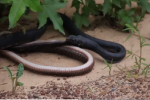 Clip: Con rắn lục sống lại thần kỳ sau khi bị hổ mang chúa nuốt chửng