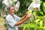 Khuyến khích trồng xoài cho trái rải vụ