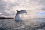 Clip: Cú phi thân cao bốn mét đầy ngoạn mục của cá mập trắng