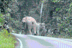 Clip: Bị cả bầy voi 'quây', nam thanh niên bỏ xe, tháo chạy vào rừng